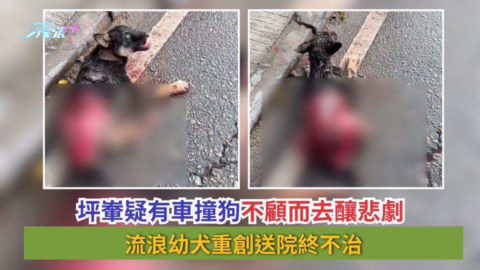坪輋疑有車撞狗不顧而去釀悲劇　流浪幼犬重創送院終不治