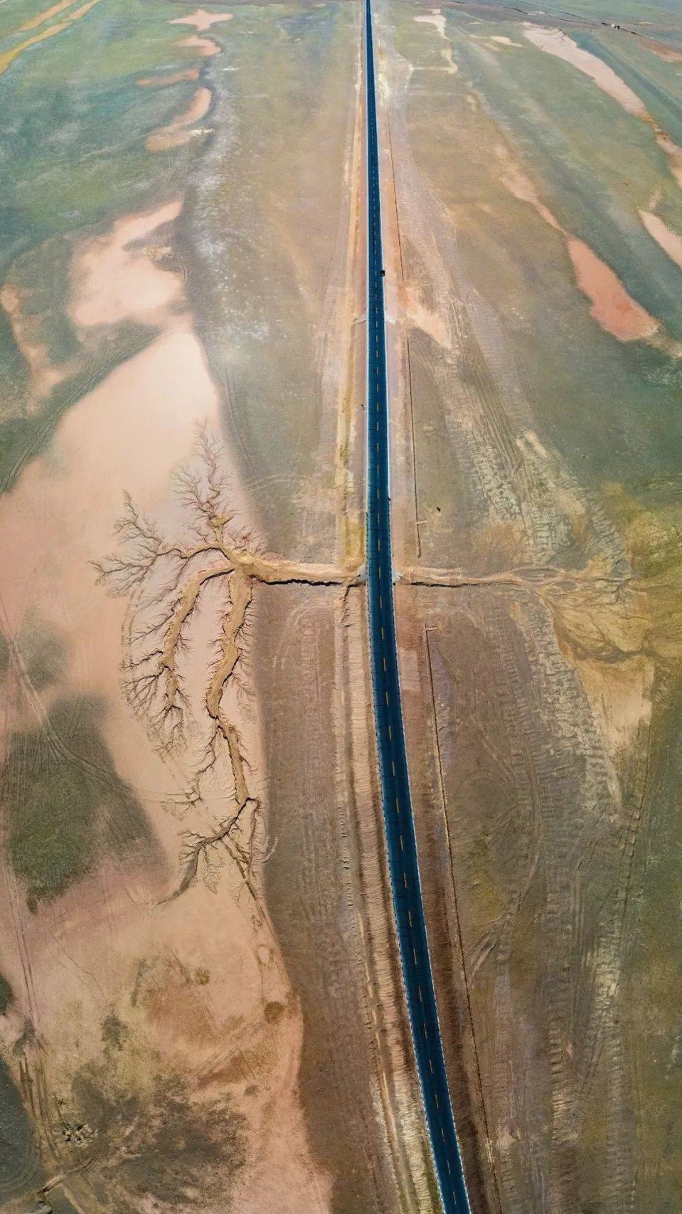 驚艷世界的西藏「大地之樹」。網上圖片