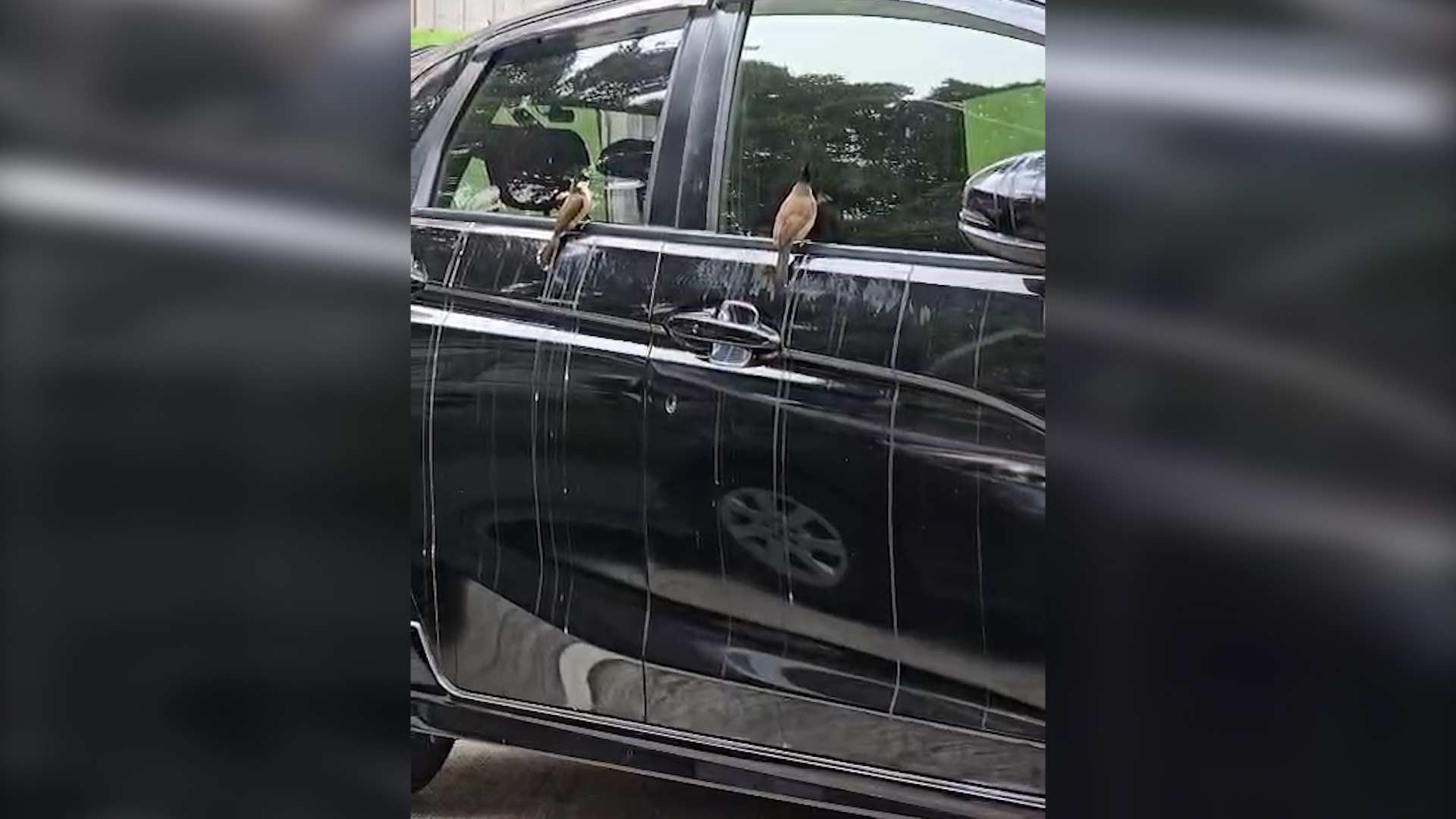 東張西望報料｜坪石邨搞笑一幕　兩雀仔玩「雀屎轟炸」　觀眾：好似報復車主咁