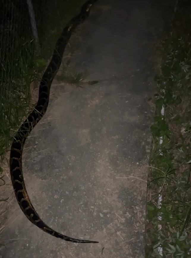 西貢村屋外驚見蛇蹤　巨型大蟒總長逾3米　片主：咁近見到真係好彩