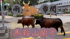 兩牛勇闖馬鞍山鬧市 闖進屋苑附近覓食