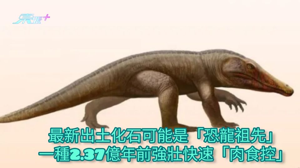 最新出土化石可能是「恐龍祖先」 一種2.37億年前強壯快速「肉食控」