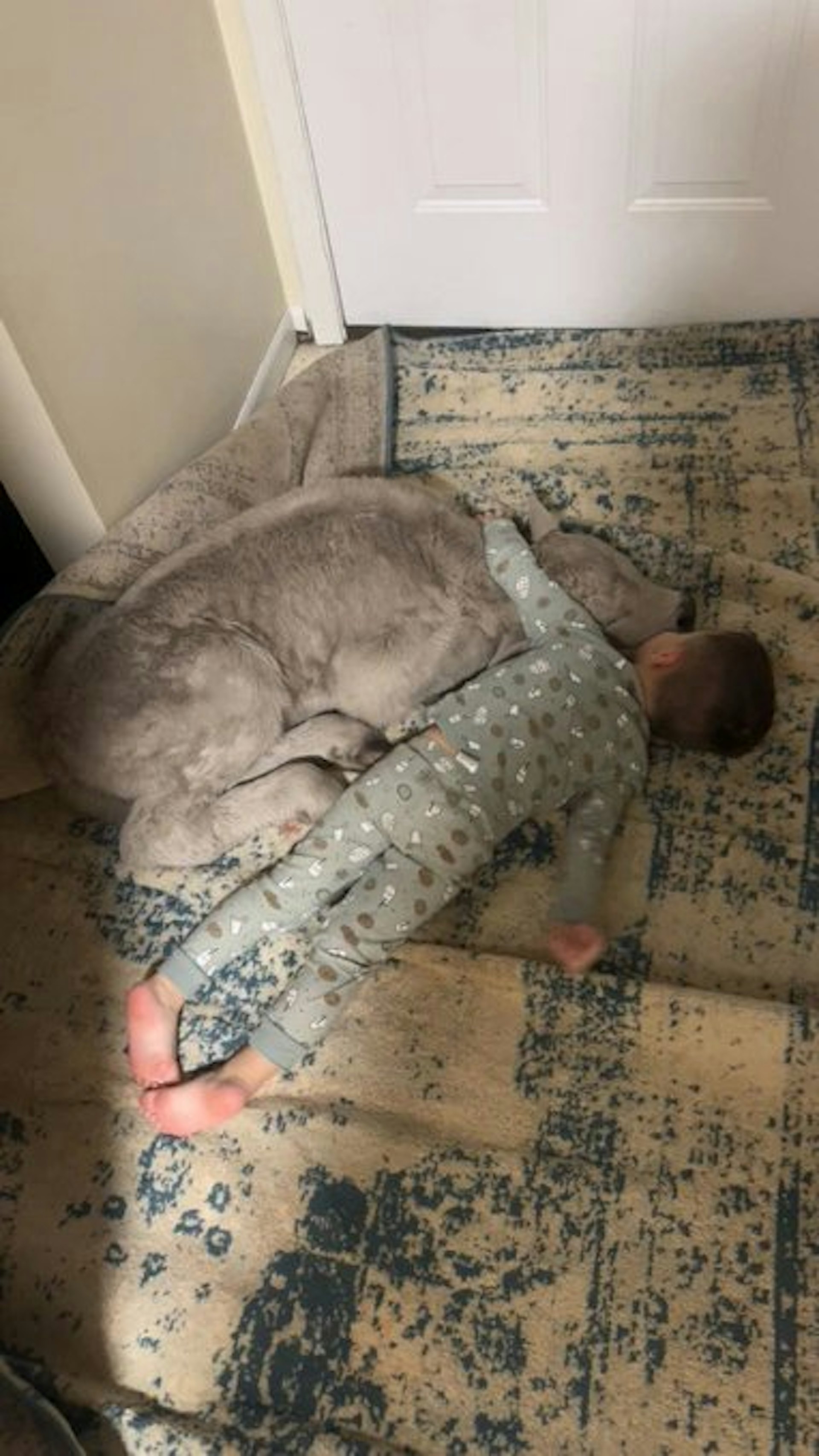 牛犢情況回穩後與幼童在地毯上安睡。（網上圖片）