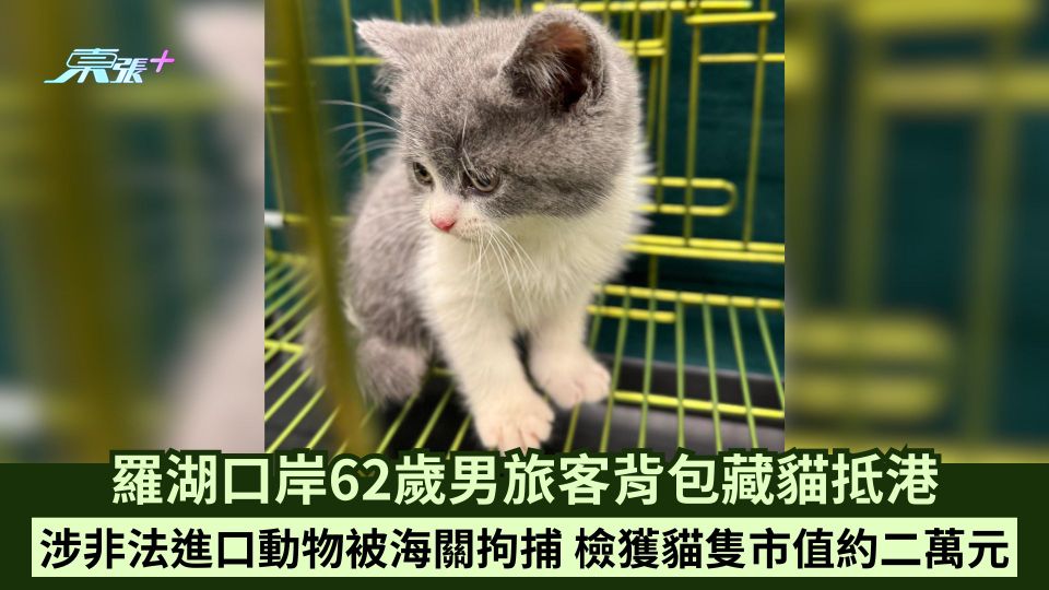 羅湖口岸62歲男旅客背包藏貓抵港 涉非法進口動物被海關拘捕 檢獲貓隻市值約二萬元