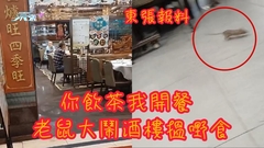 「你飲茶我開餐！」 老鼠大鬧酒樓搵嘢食