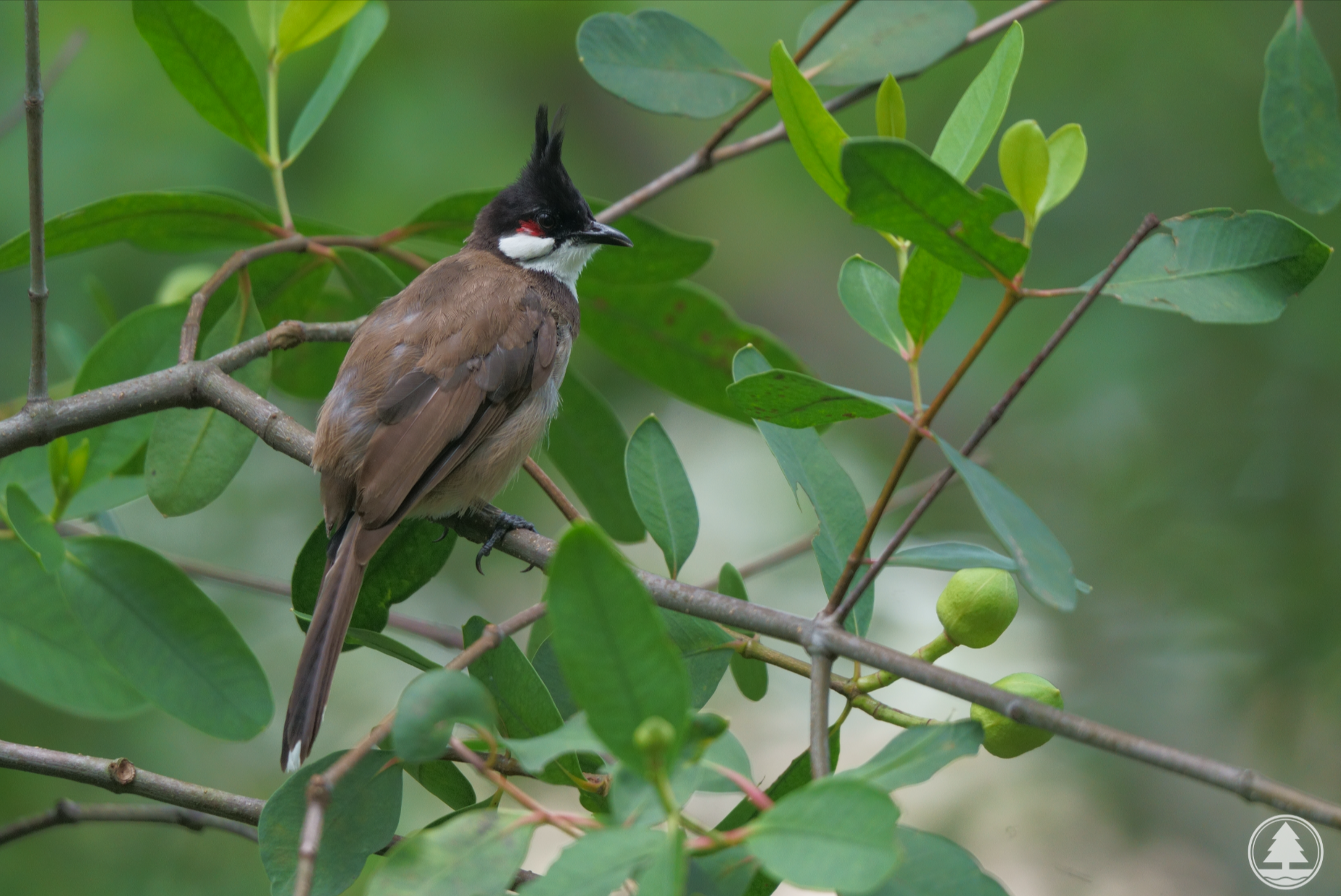 東張西望報料｜坪石邨搞笑一幕　兩雀仔玩「雀屎轟炸」　觀眾：好似報復車主咁