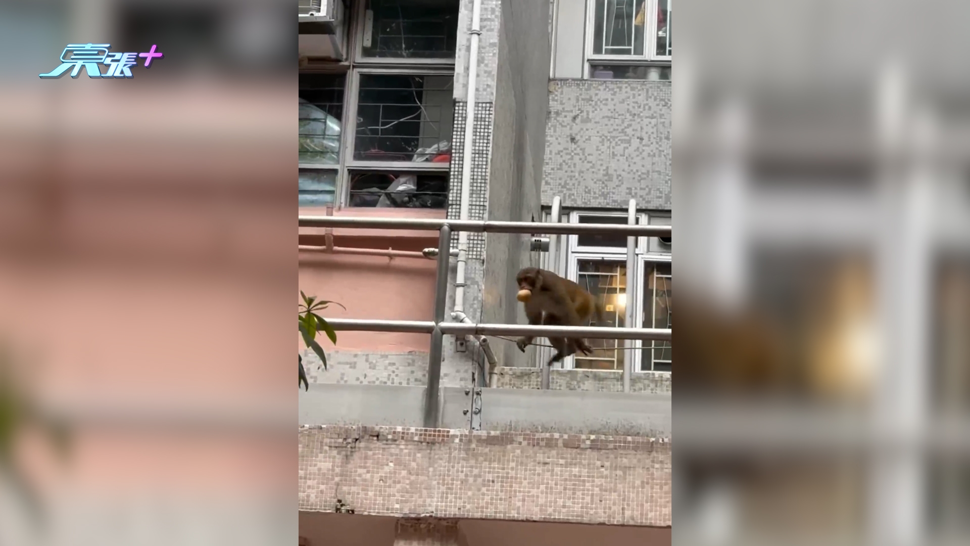 東張西望跟進｜坑口厚德邨馬騮「大聖巡邨」　嘴叼麵包闖民居四處攀爬 （Threads＠y_i._.n_）