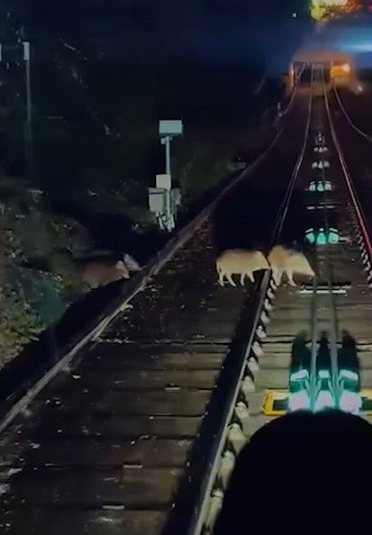 山頂纜車遇野豬BB「學行」阻路