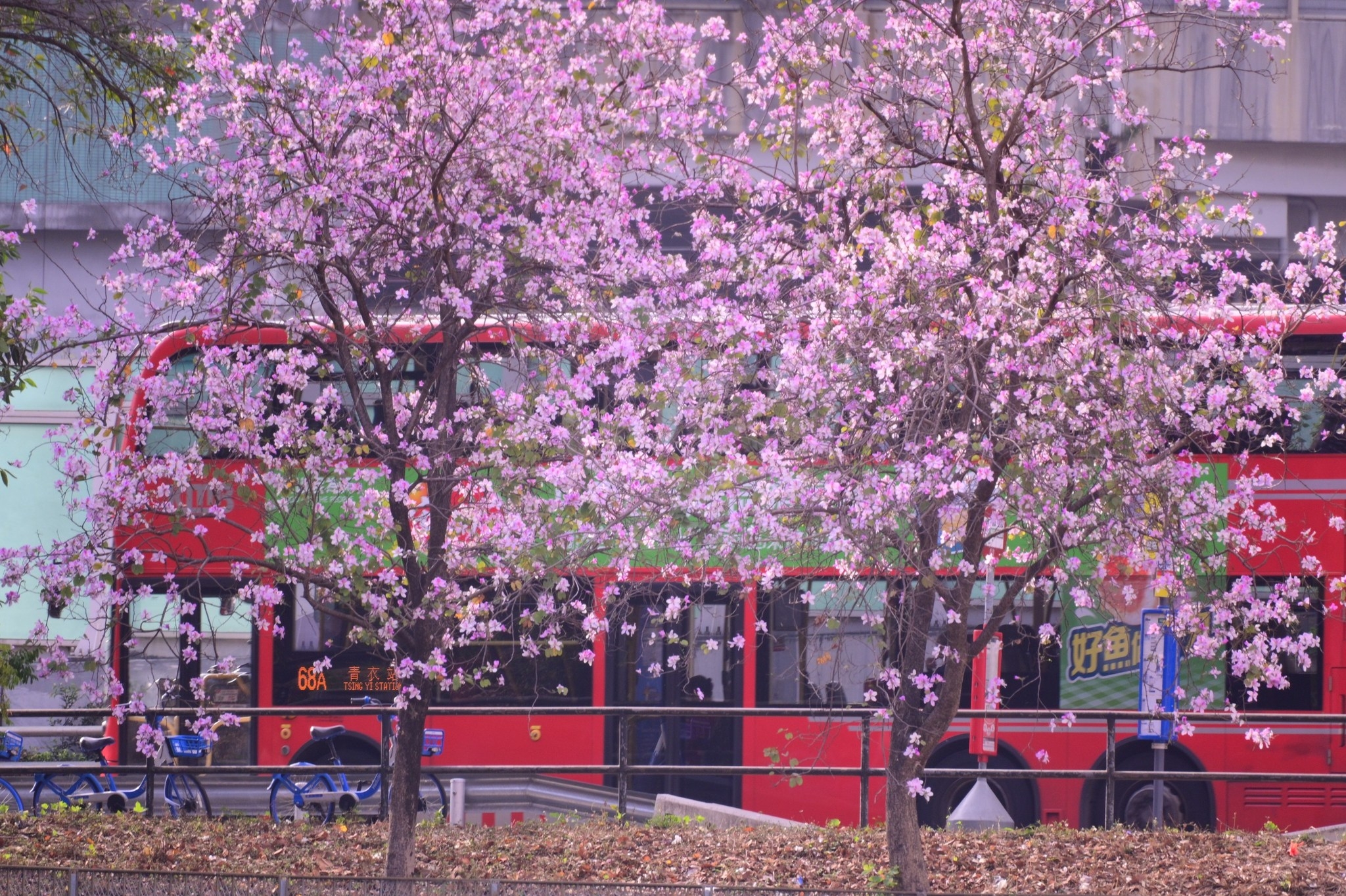 可能是火車和核果樹的圖像