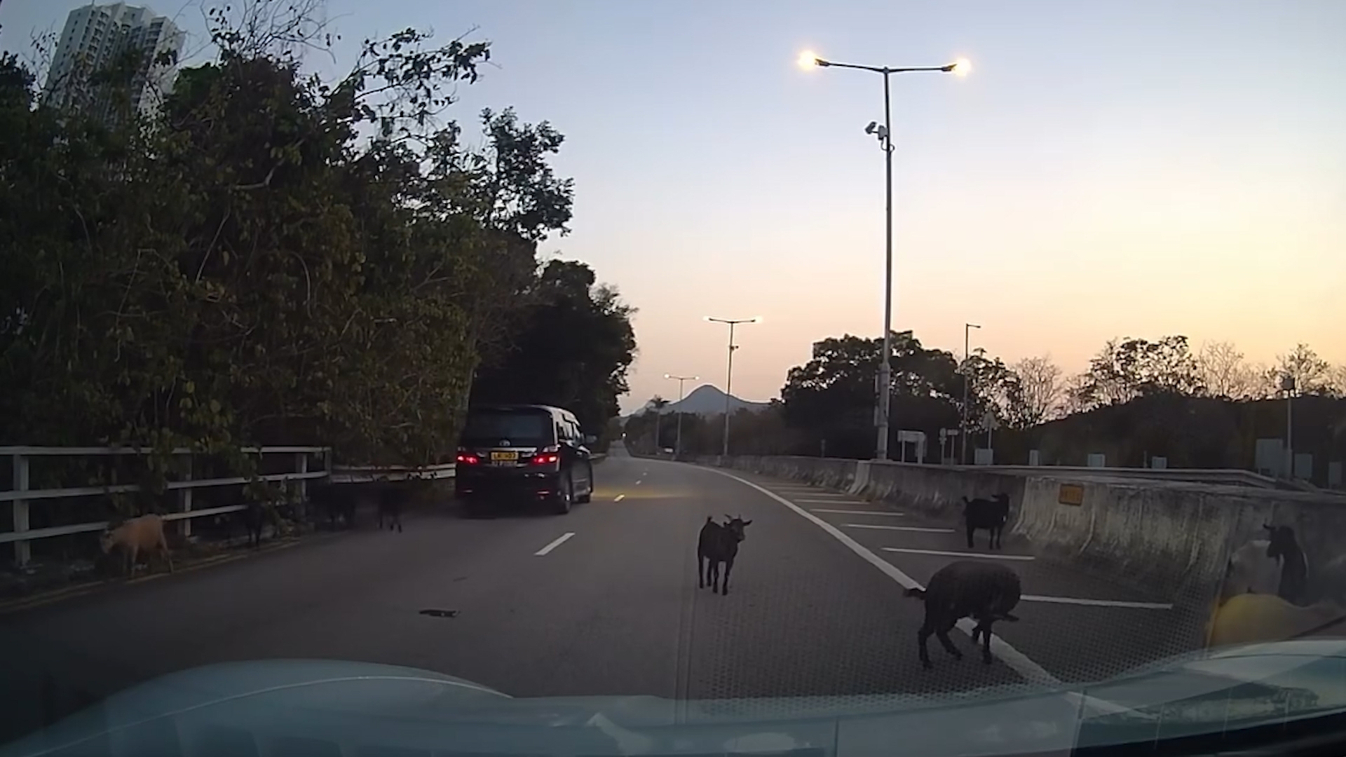車Cam直擊｜山羊上高速公路勁得意　車主禮讓「過馬路」：日日都咁樣行