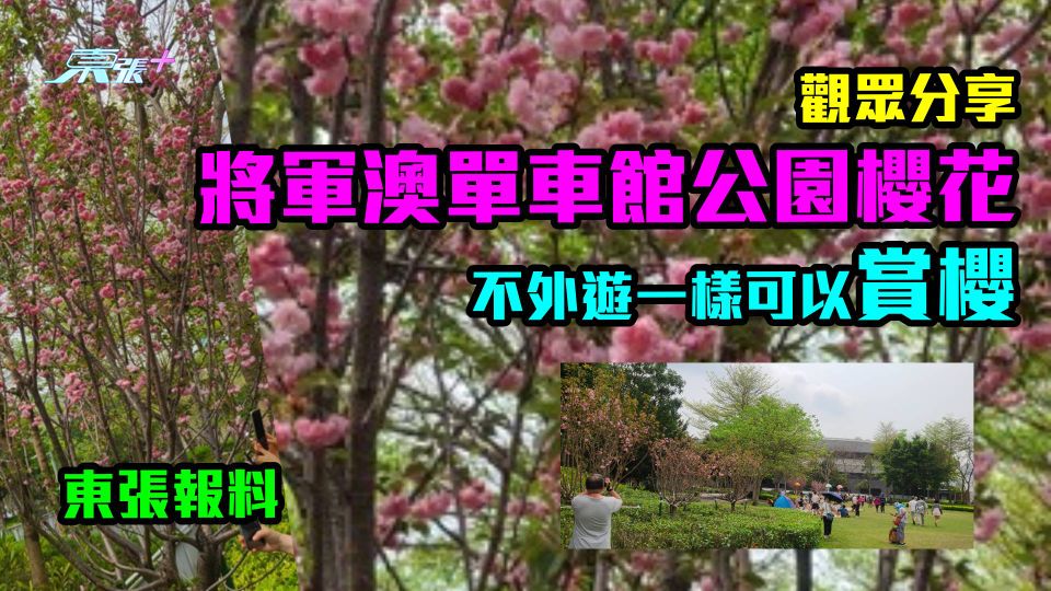 東張報料｜觀眾分享將軍澳單車館公園櫻花照！不外遊都可賞櫻（附交通方法）