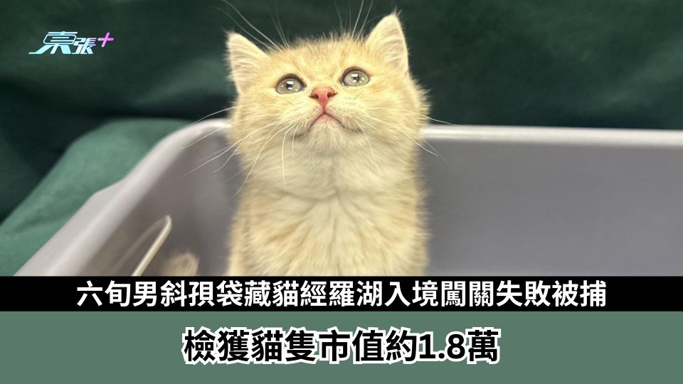 六旬男斜孭袋藏貓經羅湖入境闖關失敗被捕　檢獲貓隻市值約1.8萬