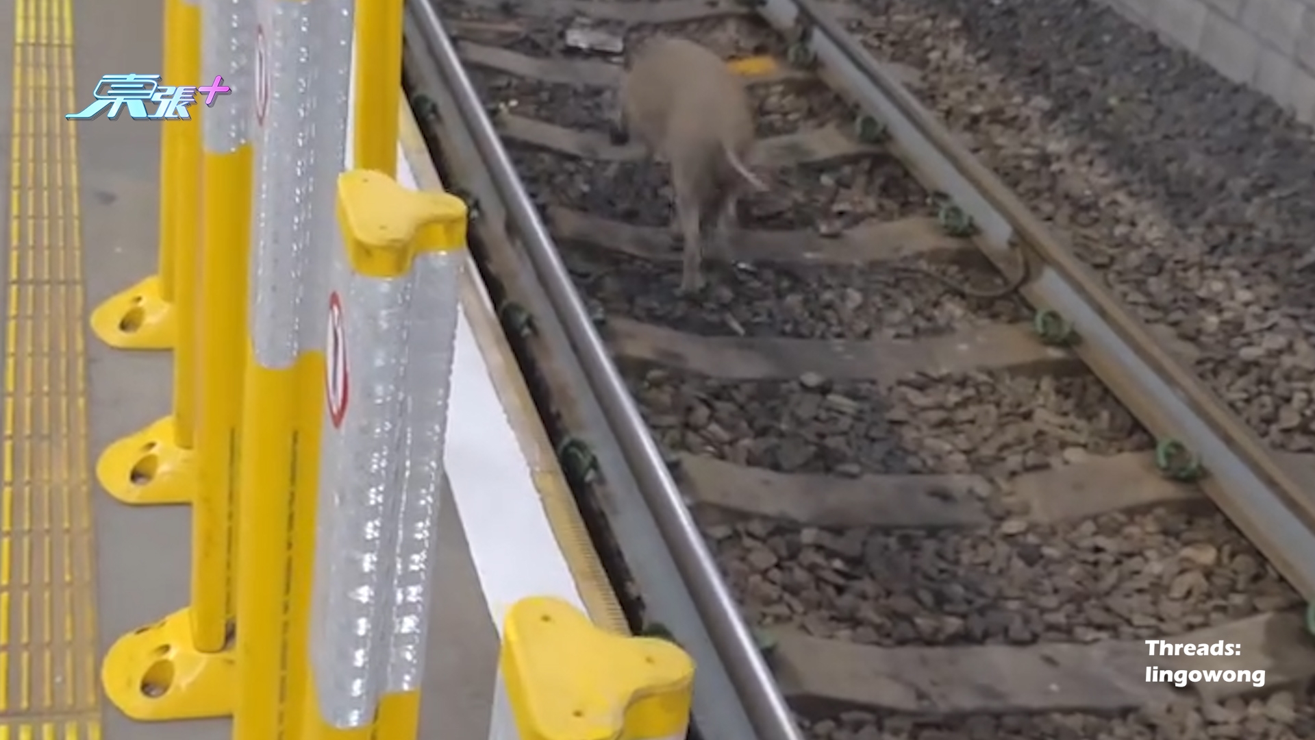 元朗野豬誤闖輕鐵路軌　警察提醒乘客小心　網民憂野豬被捕殺