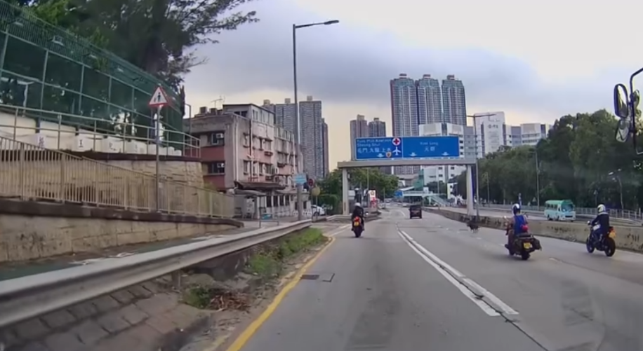 車Cam直擊|青山公路好心鐵騎士護送流狼狗 網民大讚:人間有愛
