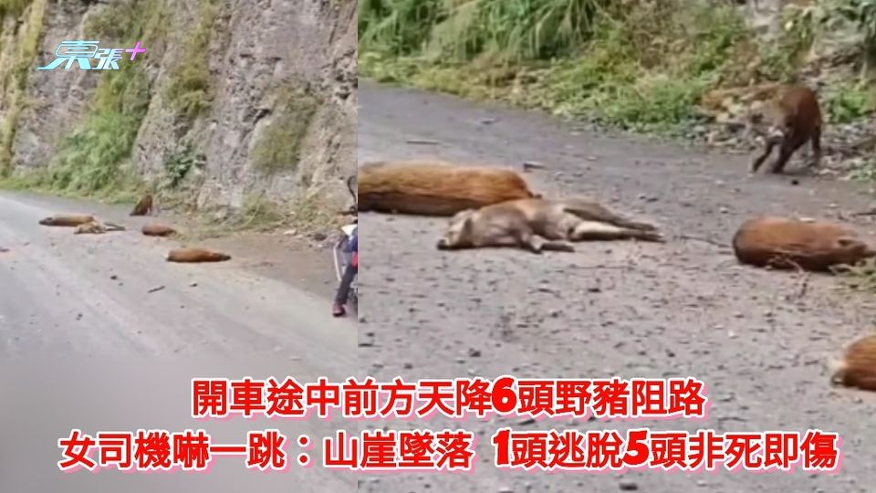 有片|開車途中前方天降6野豬 女司機:山崖墜落 1頭逃脫5頭非死即傷