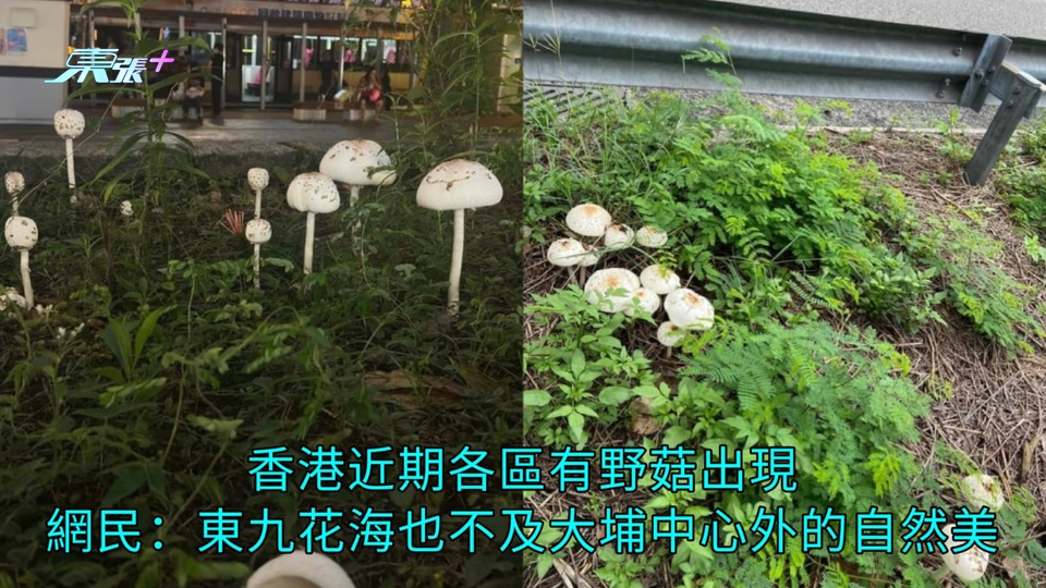 香港近期各區有野菇出現 網民：東九花海也不及大埔中心外的自然美