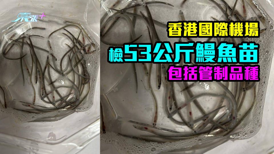 有圖｜香港國際機場檢53公斤鰻魚苗游緊水　包括管制品種