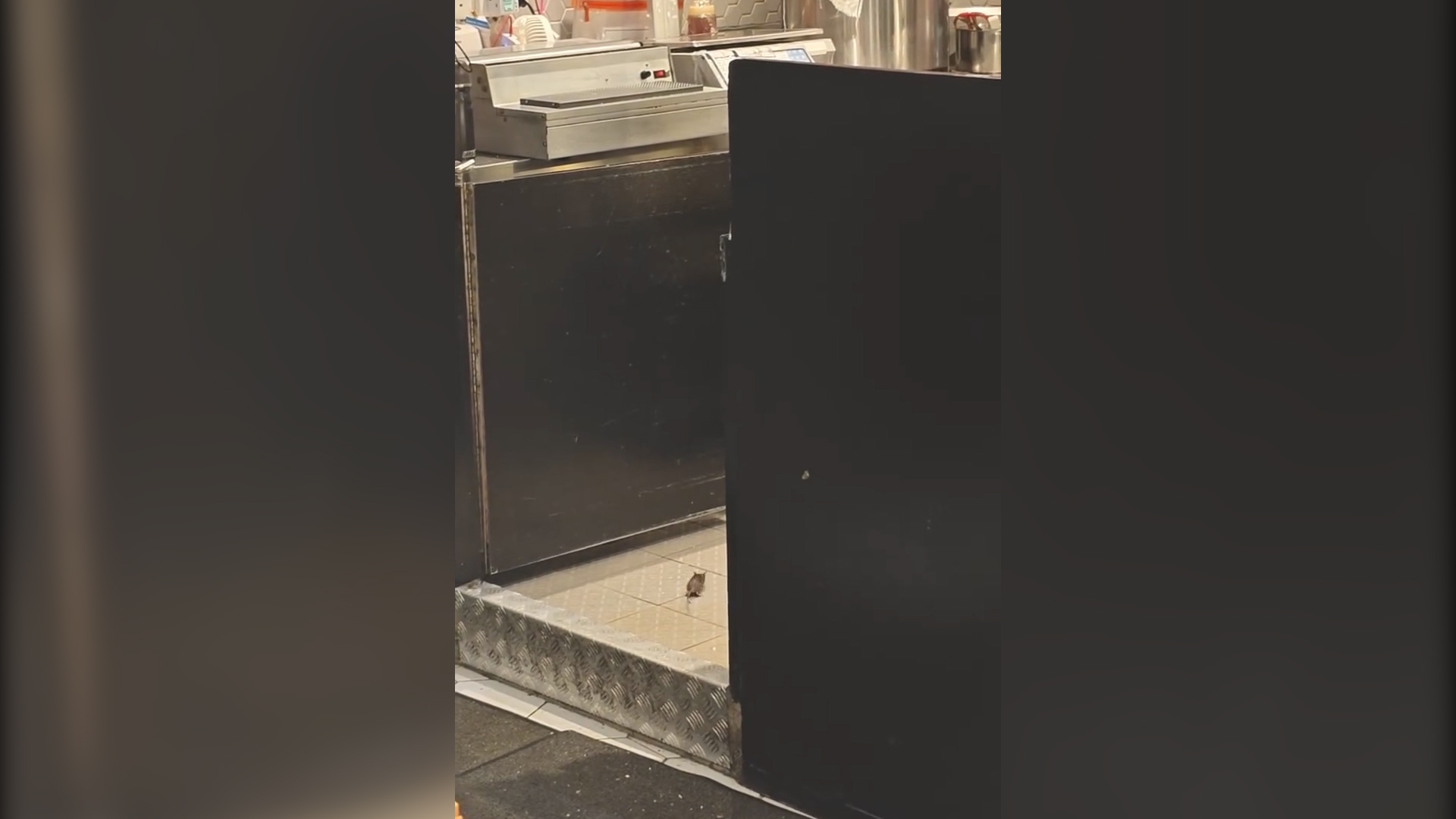 東張西望報料｜又一城超市燒味部驚現老鼠當眾遊走　市民震驚：至少4隻