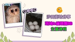有片｜善心爆棚！沙田街坊分享斑鳩同貓頭鷹BB生蛋過程 窩心畫面融化網民