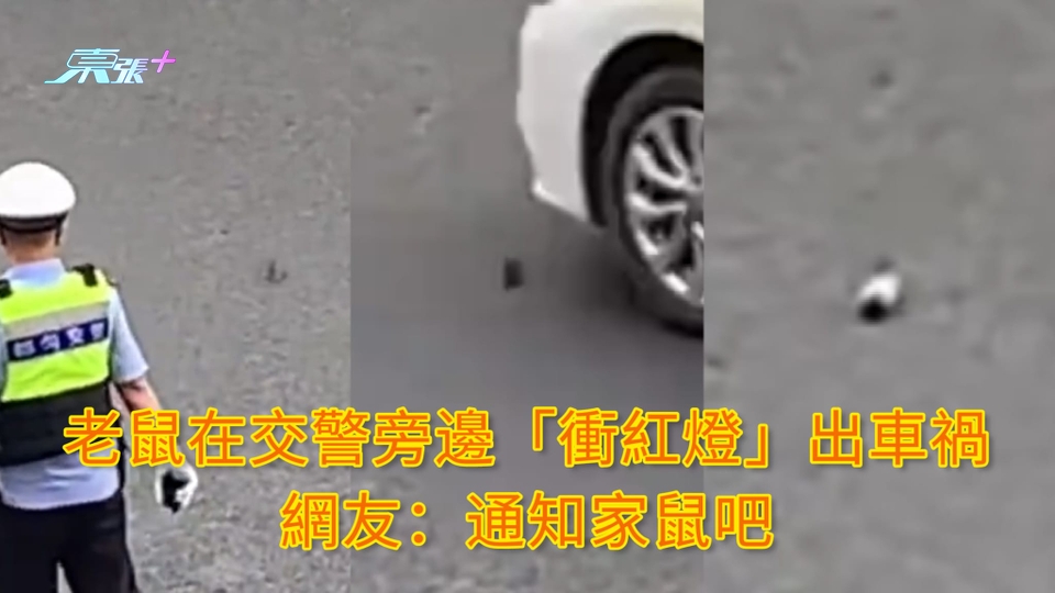 有片 | 老鼠在交警旁邊「衝紅燈」出車禍 網友：通知家鼠吧