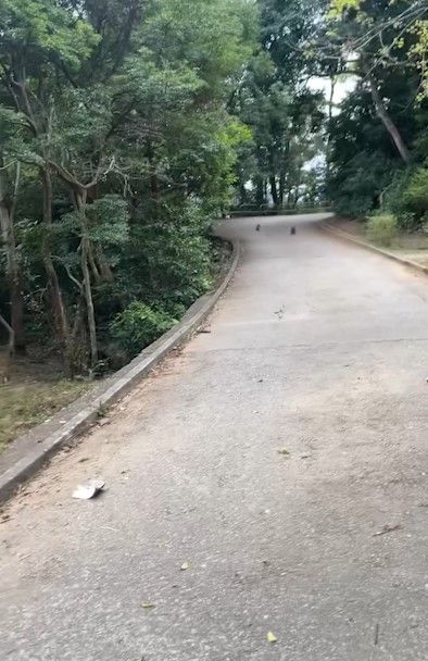 港人城門水塘行山遇馬騮搶食，結果中伏搶錯狗屎當場「灰爆」。