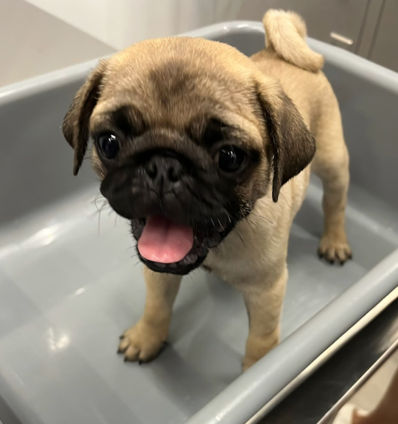 推單車用手提袋載3隻貓狗入境