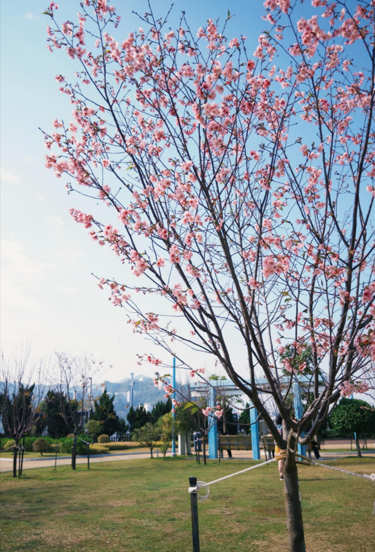 香港「櫻花季」提早來臨　隱世地點引過百市民專程拍攝 (Threads@thehkcouple)