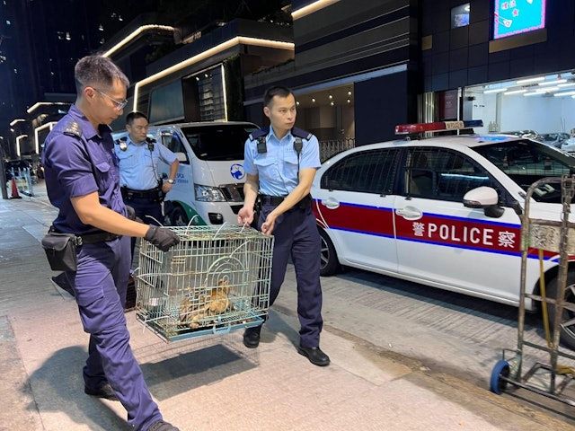 警方亦於被捕人住所檢獲3隻本地成年貓