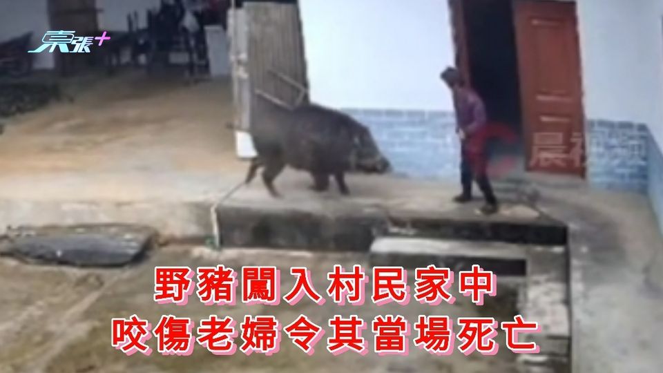 有片|野豬闖入村民家中 咬傷老婦令其當場死亡