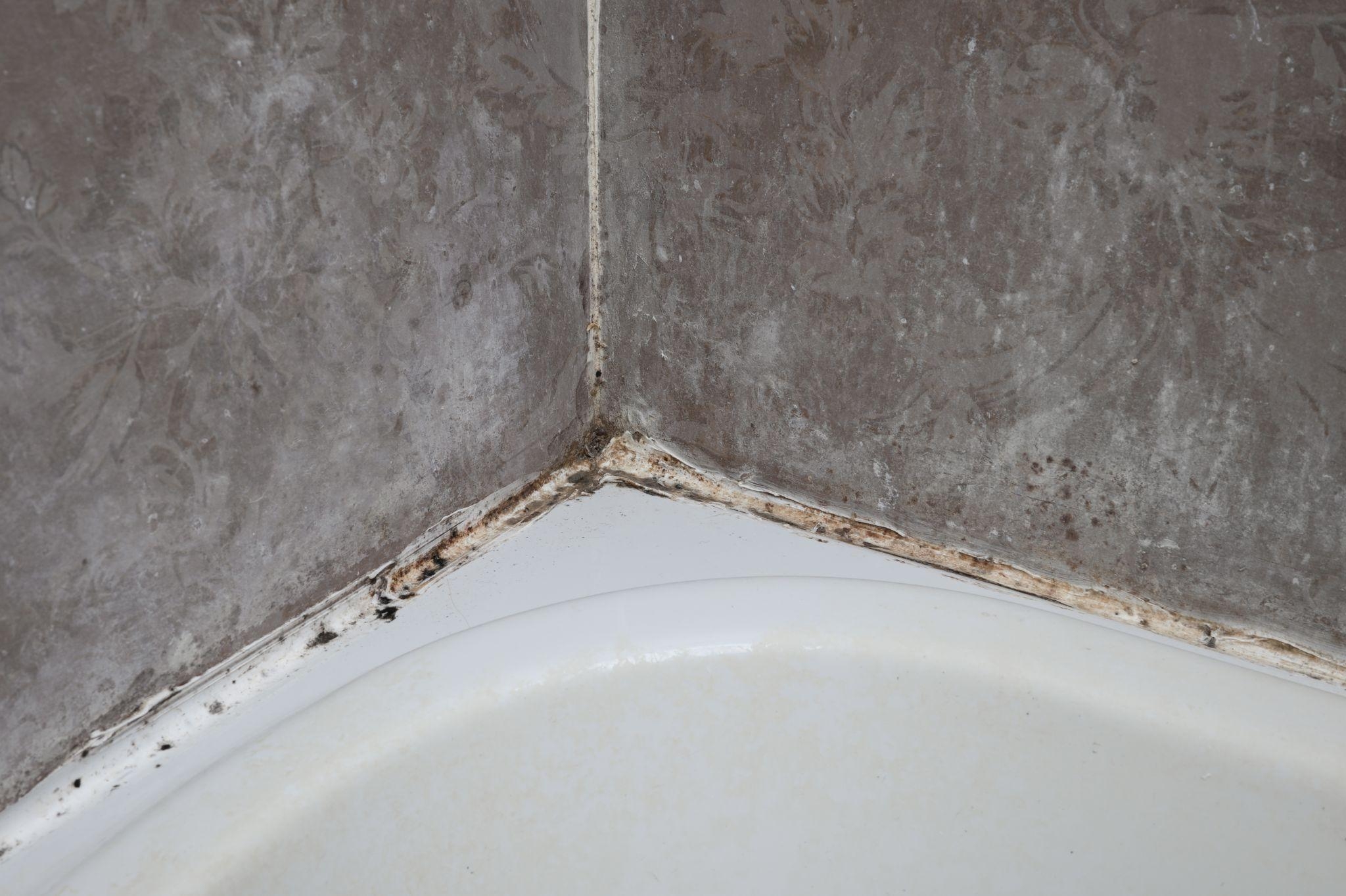 Bathroom Plumbing 101: Removing and Preventing Mold & Mildew -  Christiansonco