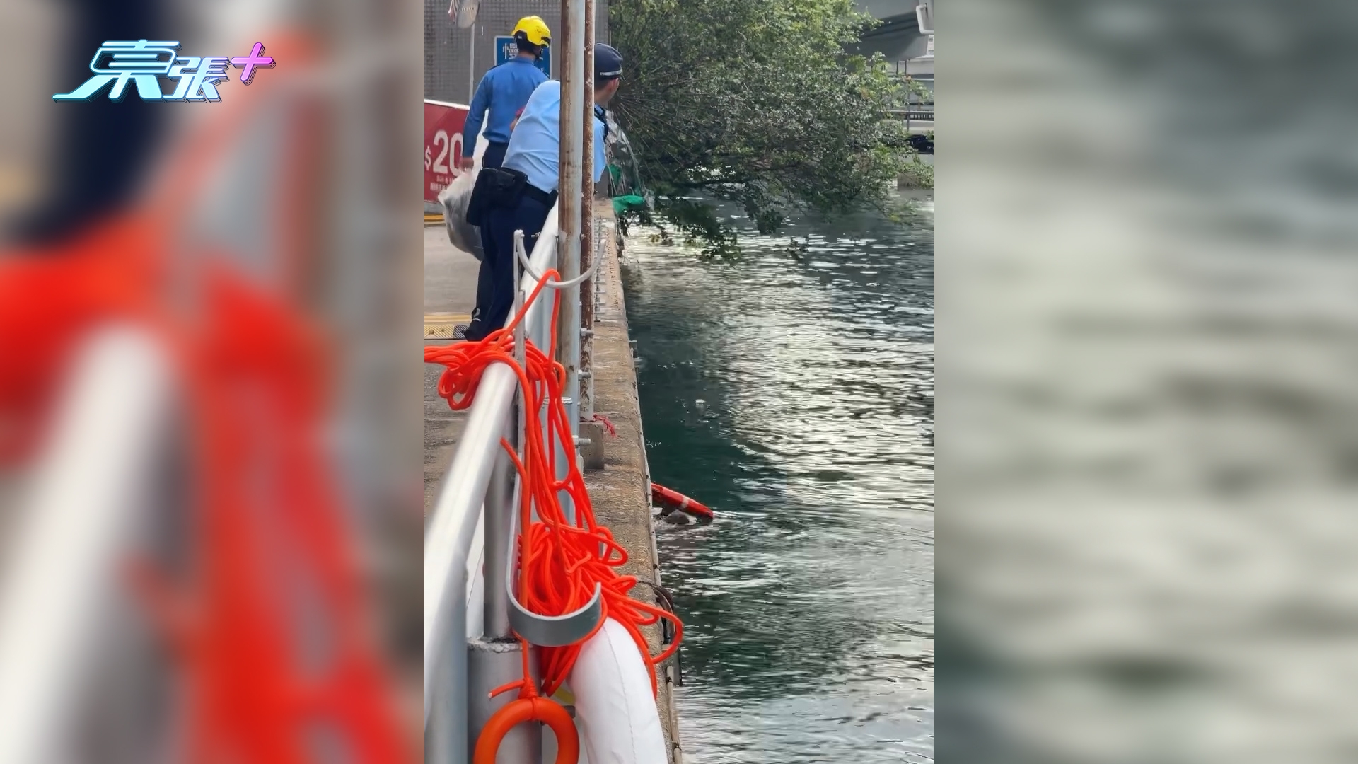 北角小野豬墮海　水面漂浮一度無法返岸邊　消防救起送往嘉道理農場