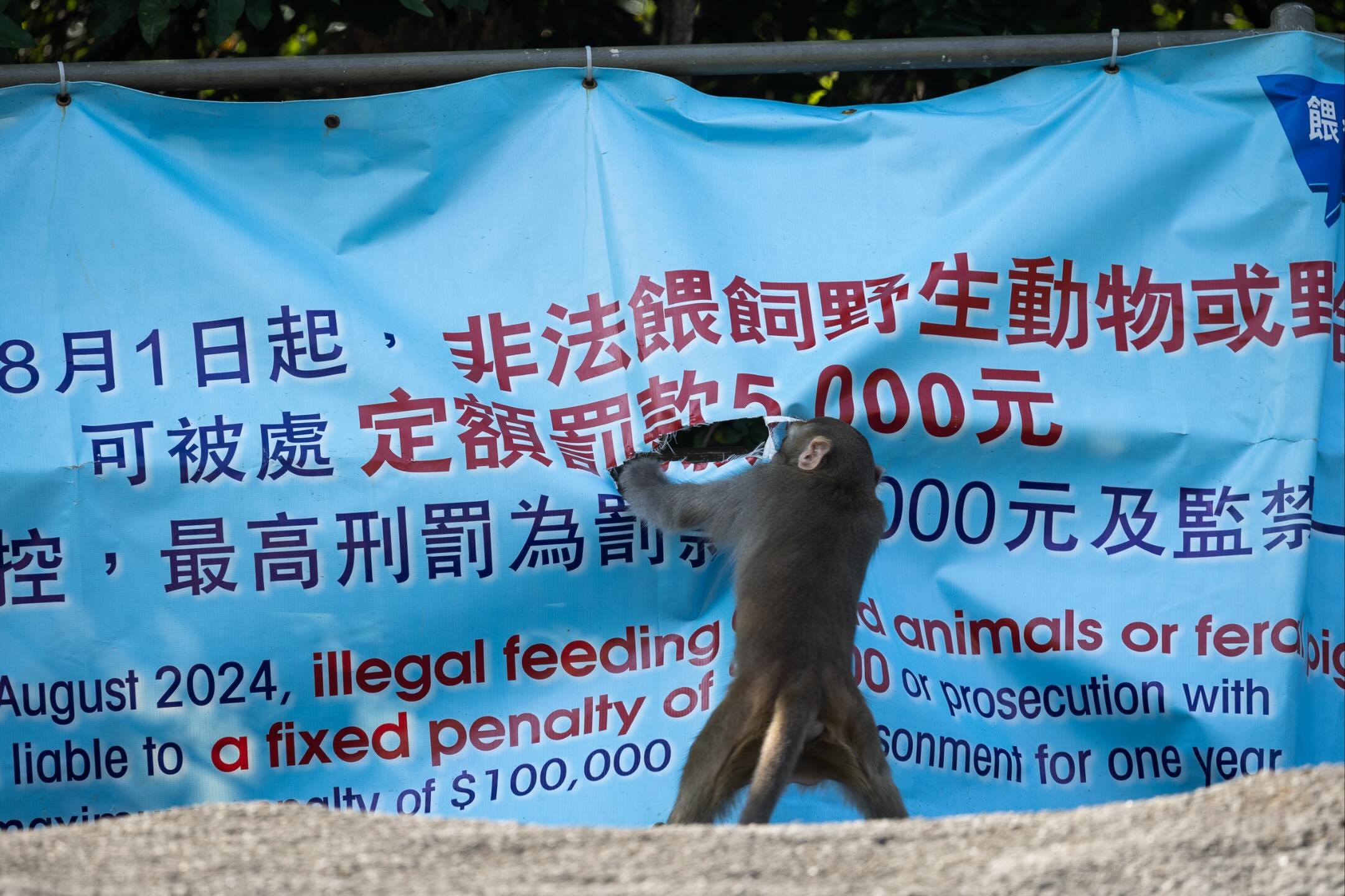 郊野公園禁餵野生動物海報遭猴子撕爛
