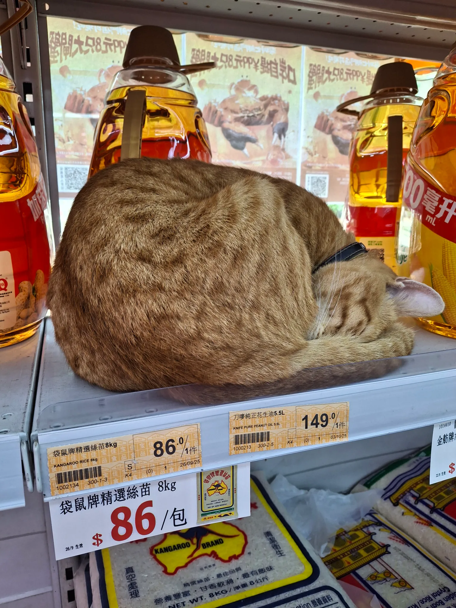 網民留言：「夏天就入番去瞓」。