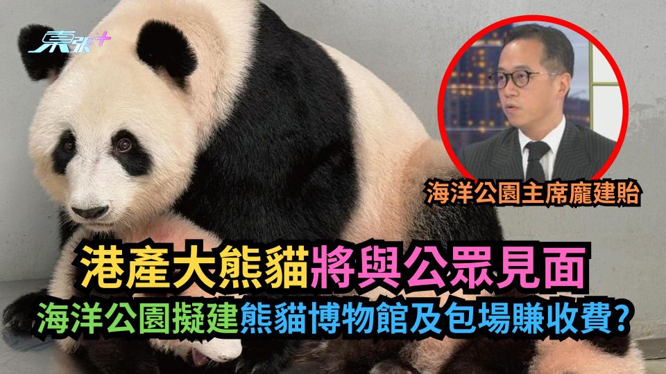有片｜港產大熊貓將與公眾見面　海洋公園擬建熊貓博物館及包場賺收費？