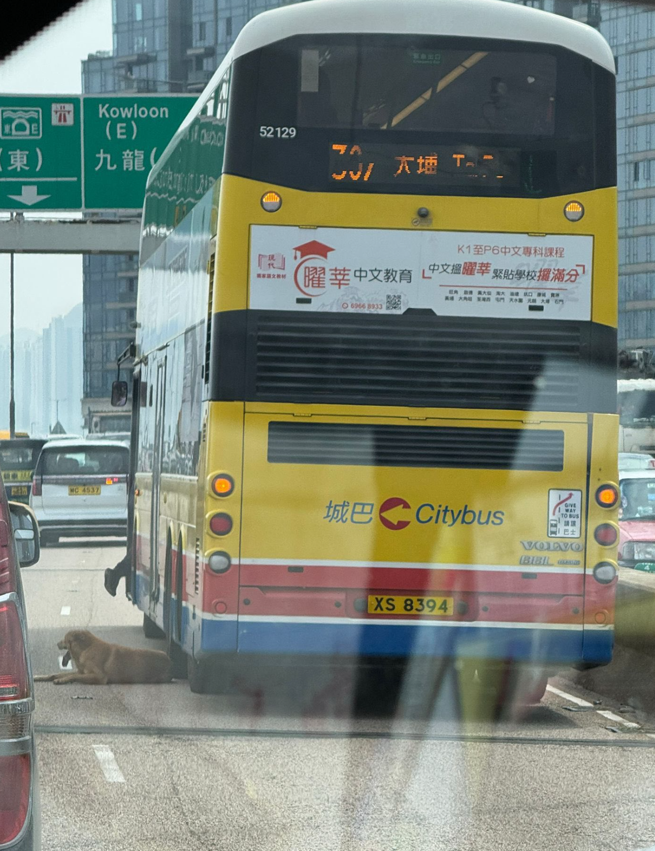 東區走廊狗狗誤闖馬路狂奔影片曝光　警方封路堵截偕愛協「成功捕獲」