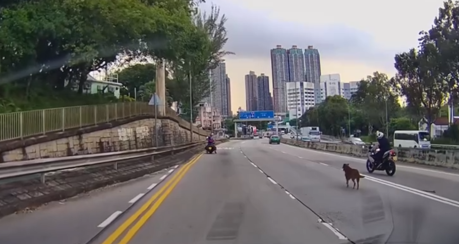 車Cam直擊|青山公路好心鐵騎士護送流狼狗 網民大讚:人間有愛