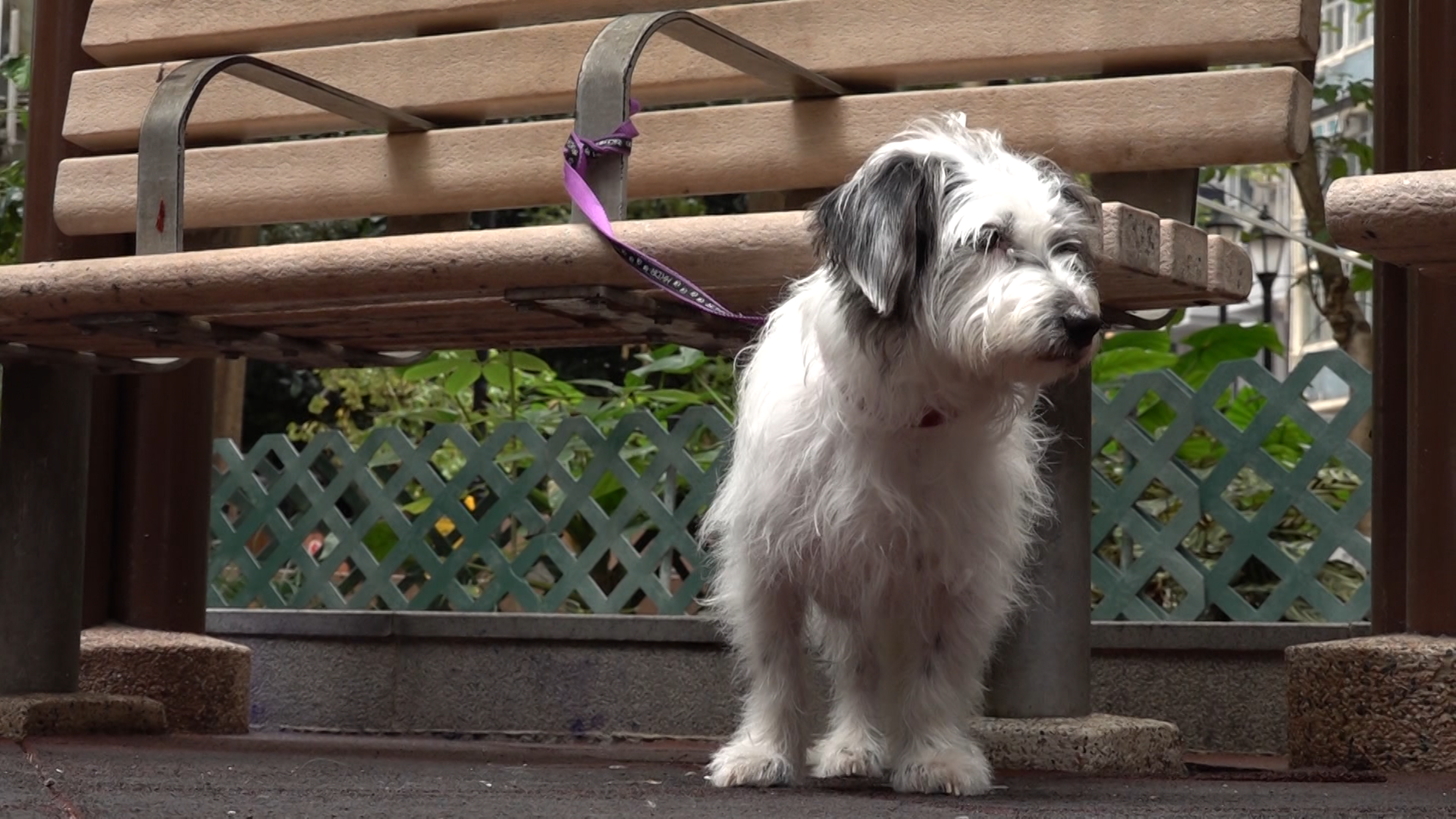 居於 9 樓並飼養了寵物犬的 Natasha 表示，每日必須往返樓梯數次，體力已達極限。