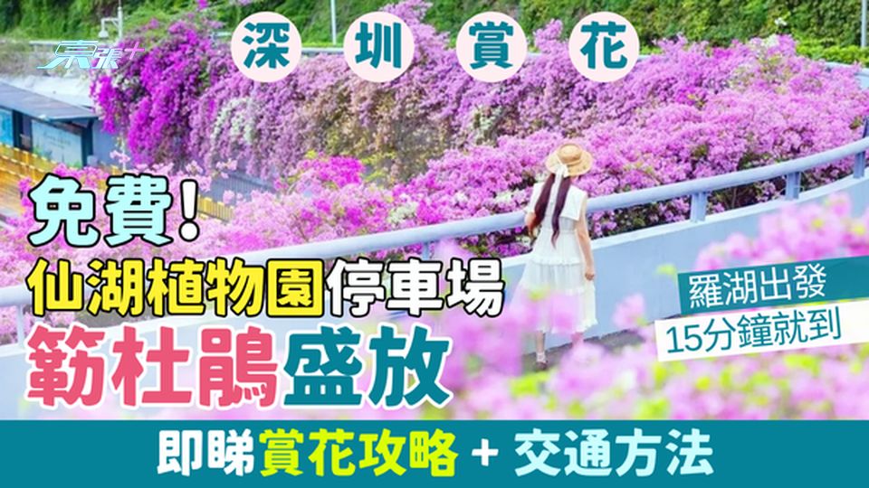 深圳免費景點｜仙湖植物園停車場簕杜鵑盛放  即睇賞花攻略＋交通方法 羅湖出發15分鐘就到