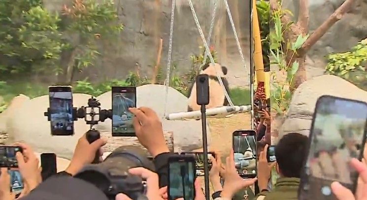 大熊貓兩姊弟正式與公眾見面