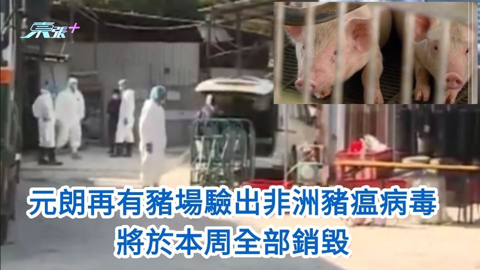  元朗再有豬場驗出非洲豬瘟病毒 將於本周全部銷毀 