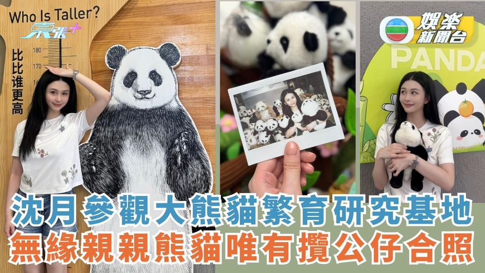沈月參觀大熊貓繁育研究基地 無緣親親熊貓唯有攬公仔合照