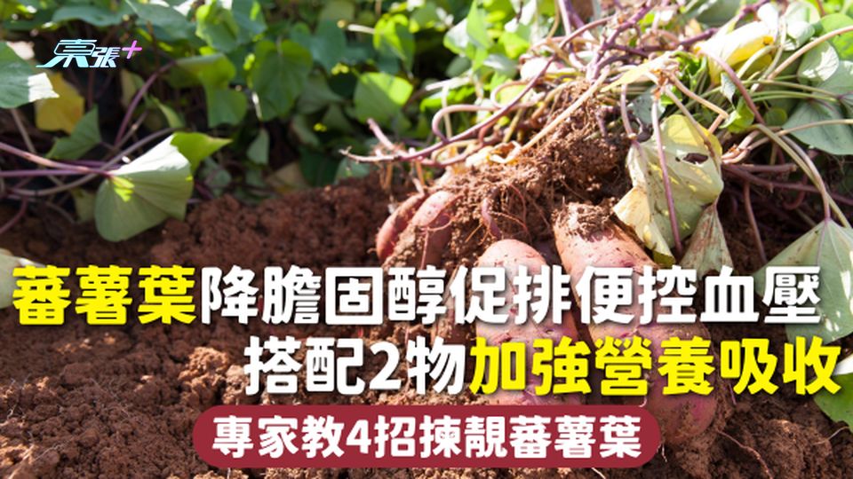蕃薯葉 | 降膽固醇促排便控血壓 搭配2物加強營養吸收 專家教4招揀靚蕃薯葉
