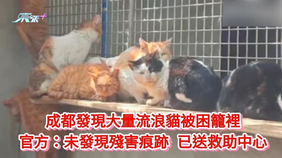 有片 | 成都發現大量流浪貓被困籠裡 官方：未發現殘害痕跡 已送救助中心