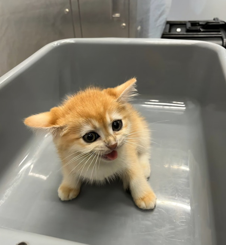 推單車用手提袋載3隻貓狗入境