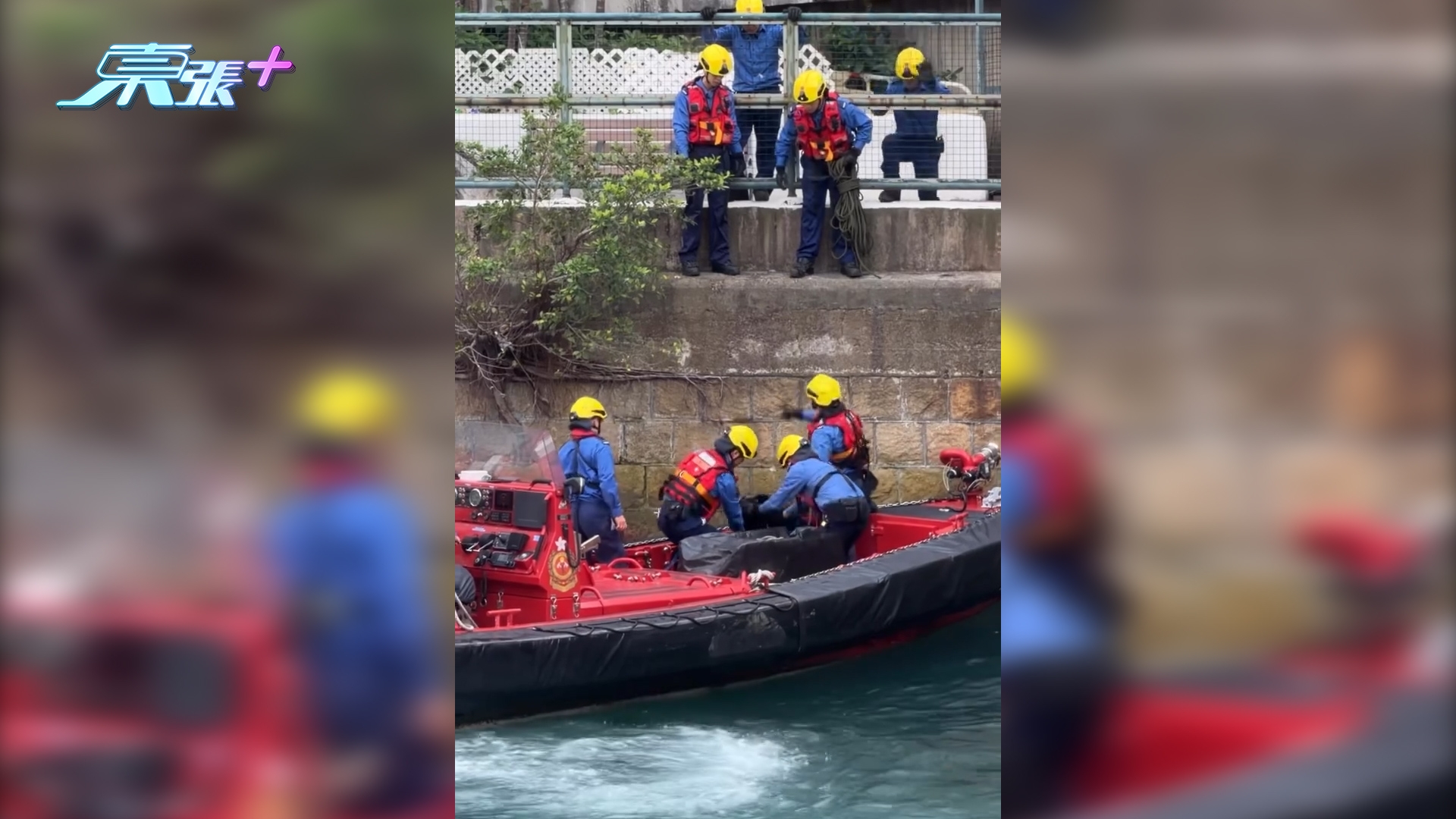 北角小野豬墮海　水面漂浮一度無法返岸邊　消防救起送往嘉道理農場