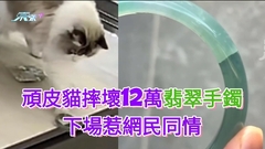 頑皮寵物貓摔壞12萬翡翠手鐲 下場惹網民同情 