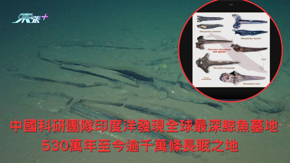  中國科研團隊印度洋發現全球最深鯨魚墓地 530萬年至今逾千萬條長眠之地 