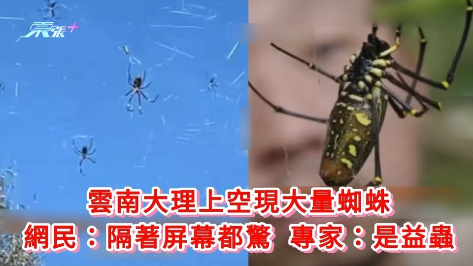 有片丨雲南大理上空現大量蜘蛛 網民：隔著屏幕都驚 專家：是益蟲
