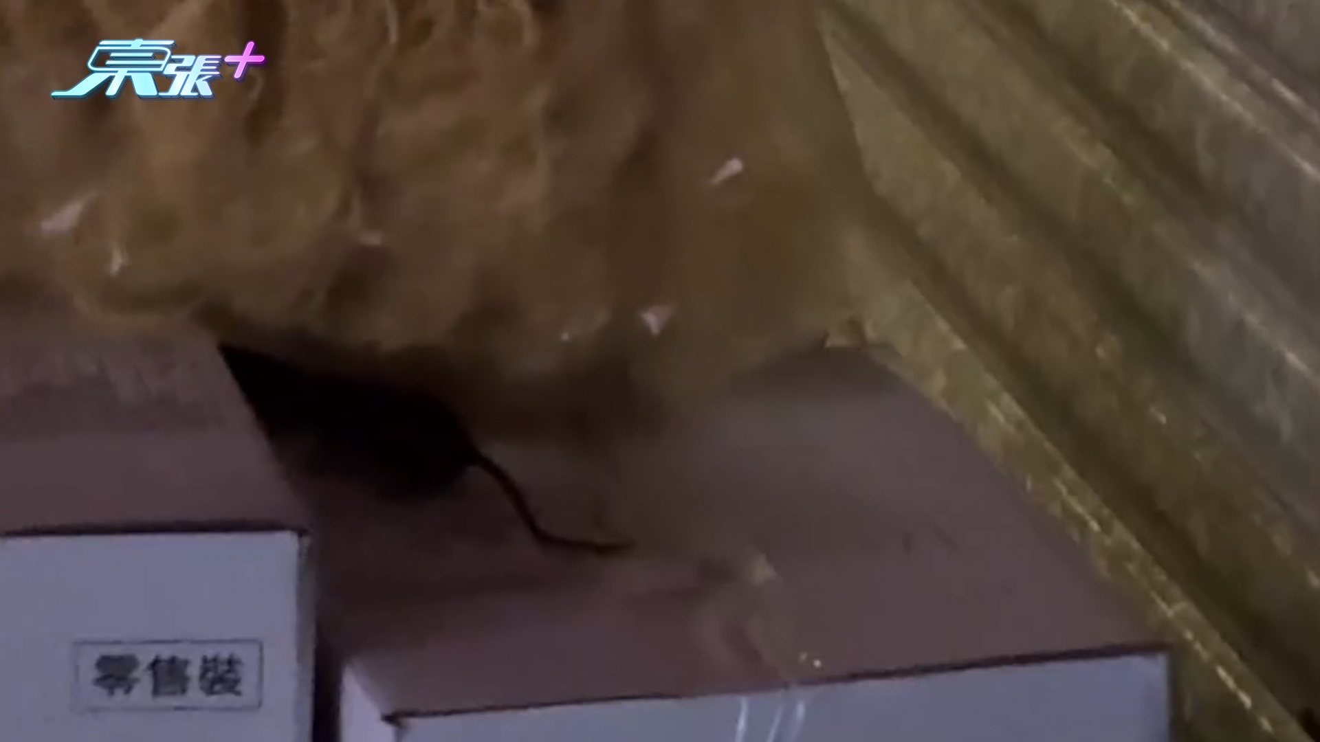 東張西望報料｜荃灣糧食店貨品放街外惹老鼠開餐　「鼠鼠」夜深站紙箱覓食惹關注