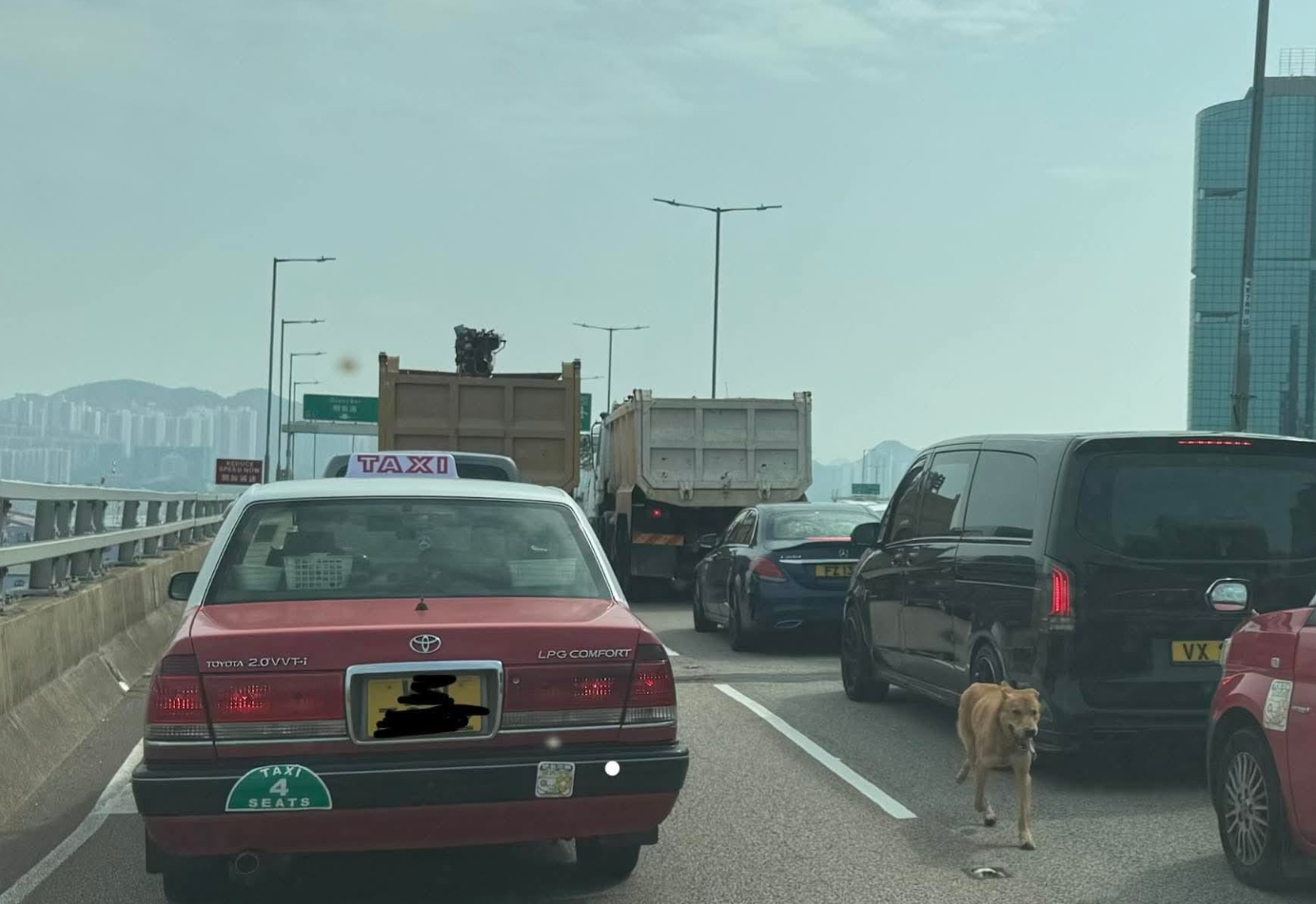 東區走廊狗狗誤闖馬路狂奔影片曝光　警方封路堵截偕愛協「成功捕獲」